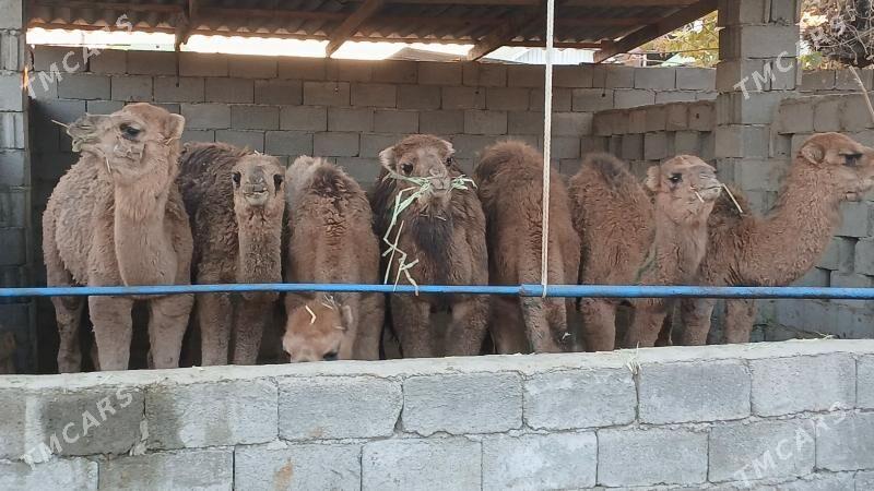 kosek - Herrikgala - img 5