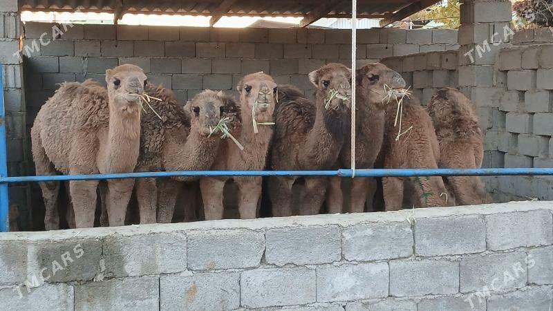 kosek - Herrikgala - img 3