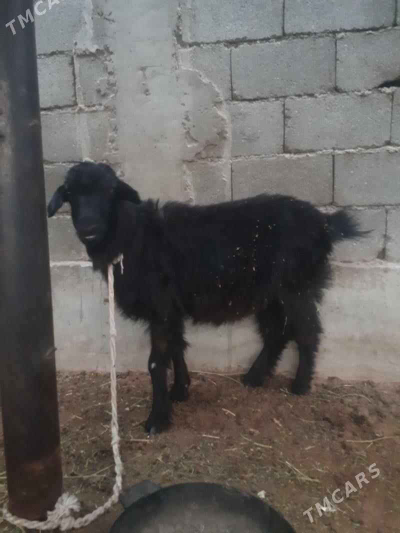 geçi - Бузмеин - img 1