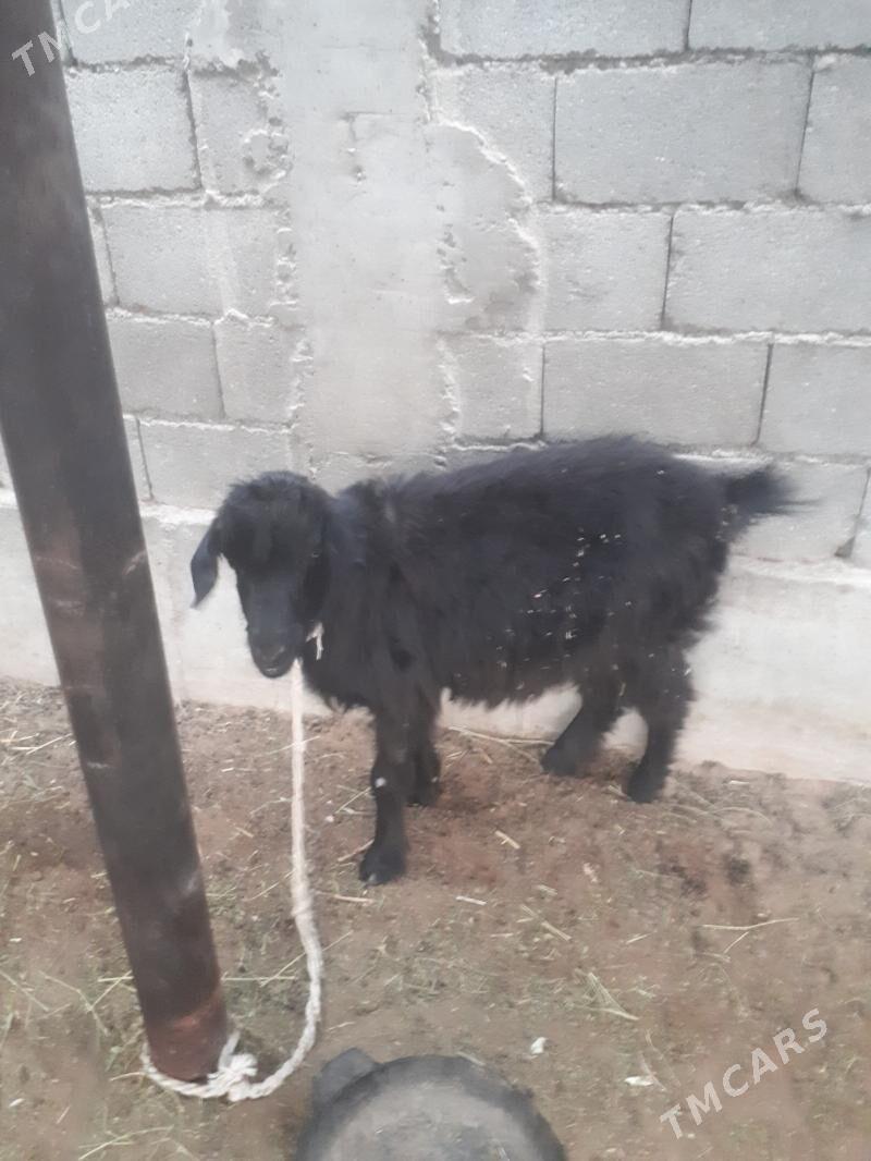 geçi - Бузмеин - img 3