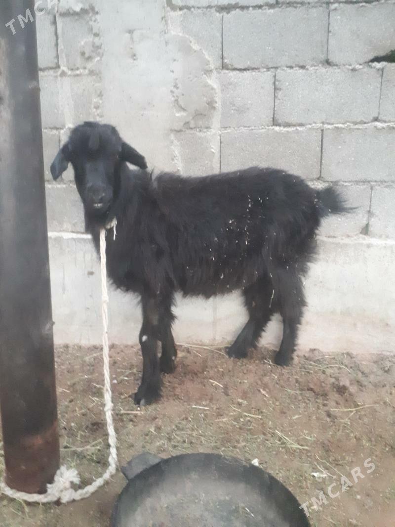 geçi - Бузмеин - img 2