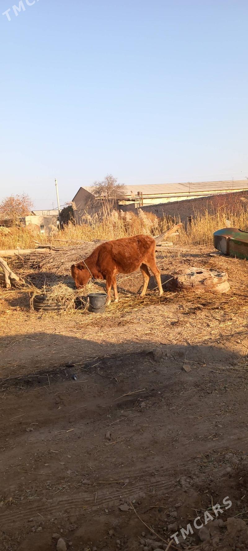 Gunajyn - Гарабекевюл - img 2