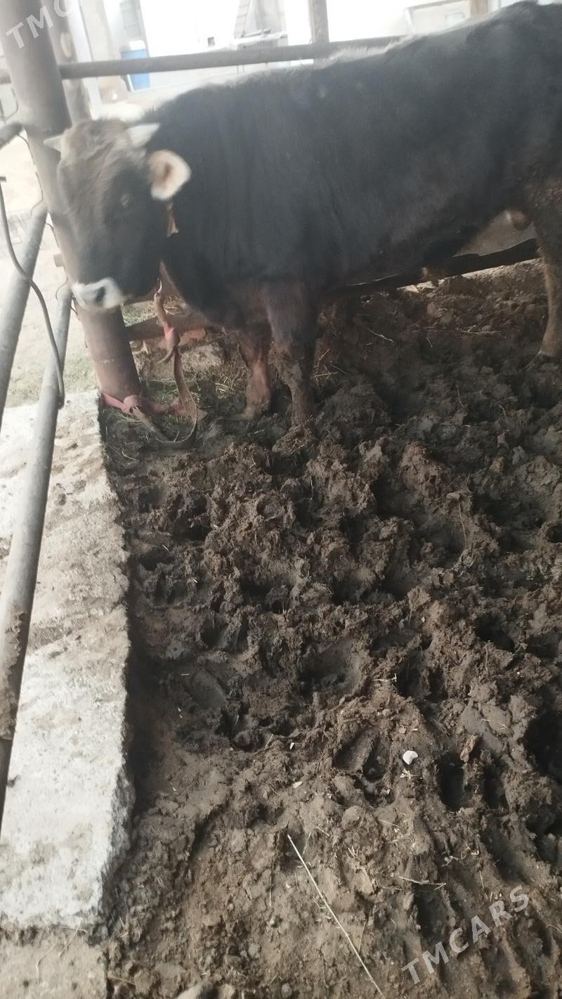 ökuz - Анев - img 3