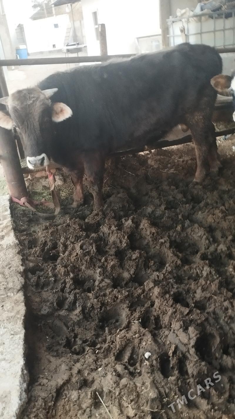 ökuz - Анев - img 4