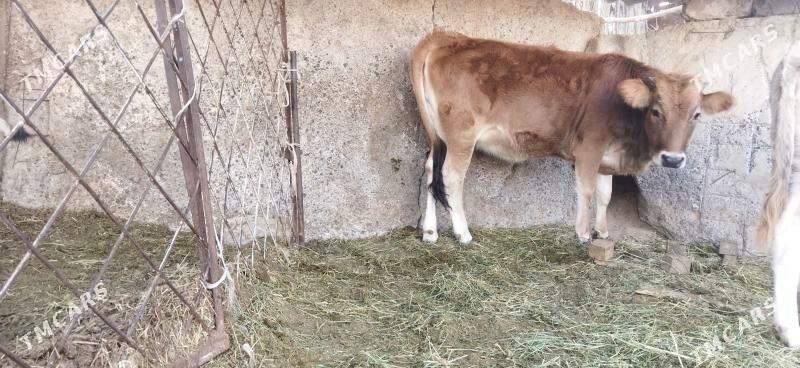 bakylan tuwe - Ak bugdaý etraby - img 2
