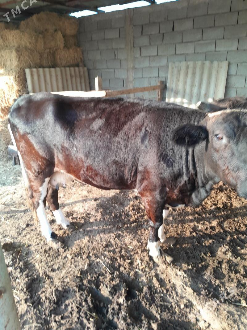 Bakylan sygyr - Анев - img 3