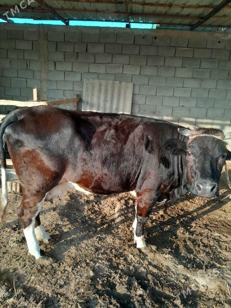 Bakylan sygyr - Анев - img 2