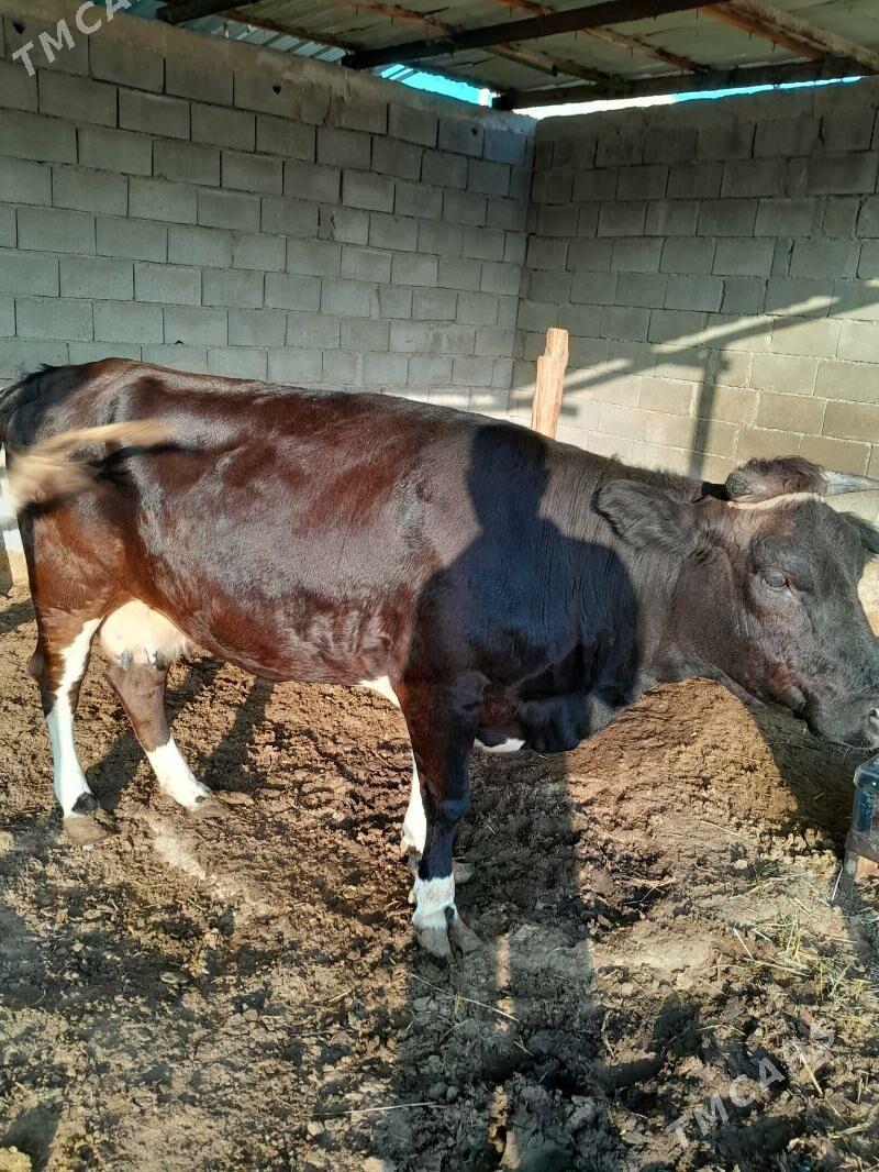 Bakylan sygyr - Анев - img 4