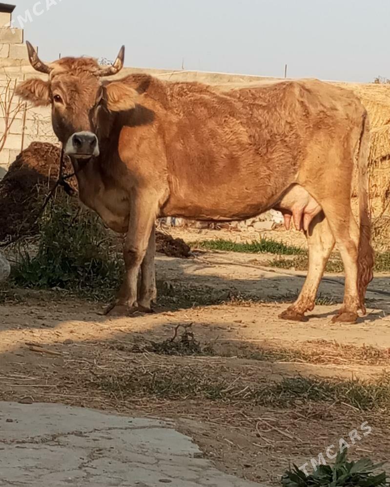 GÖLELİ SYGYR - Gökdepe - img 5