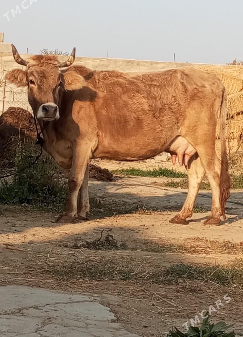 GÖLELİ SYGYR - Gökdepe - img 2