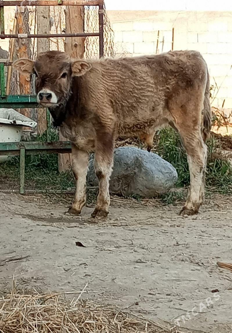 GÖLELİ SYGYR - Gökdepe - img 3