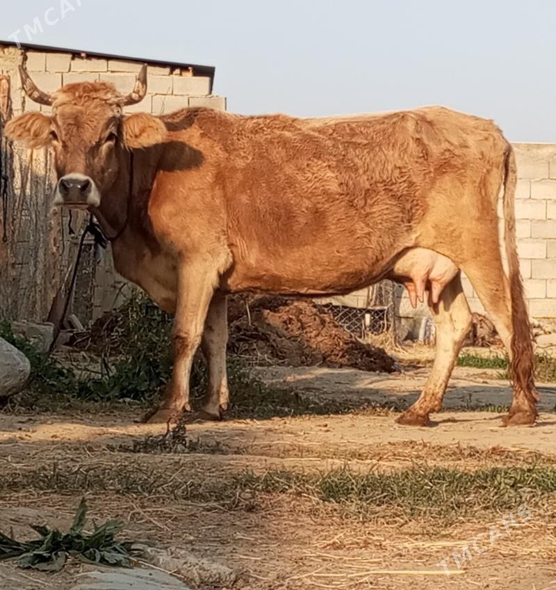 GÖLELİ SYGYR - Gökdepe - img 4