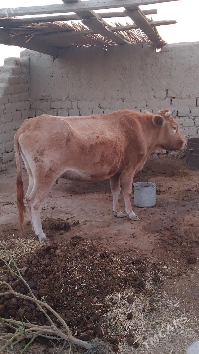 sygyr - Bäherden - img 3