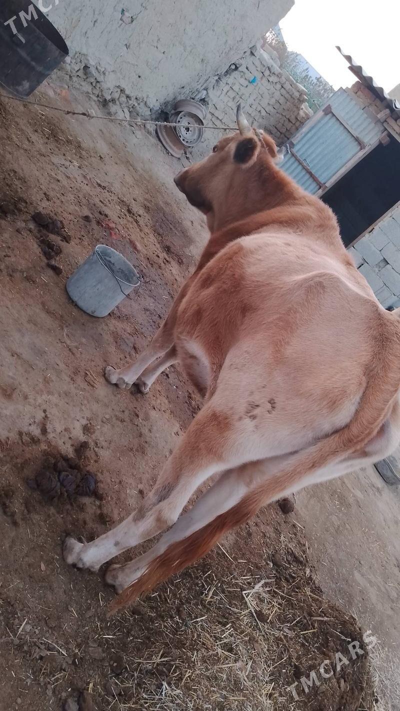 sygyr - Bäherden - img 4