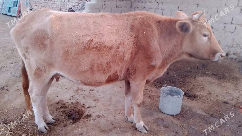 sygyr - Bäherden - img 6