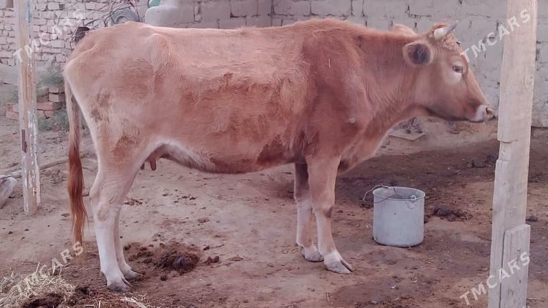 sygyr - Bäherden - img 2