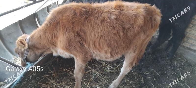 malllar - Туркменабат - img 2