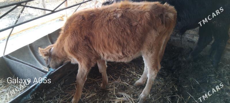 malllar - Туркменабат - img 3