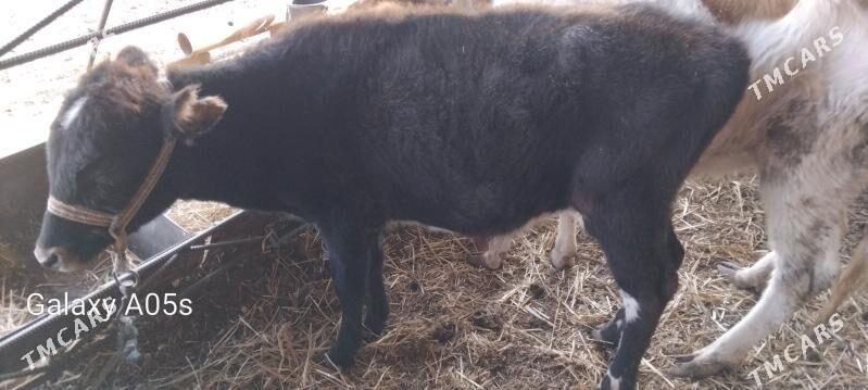 malllar - Туркменабат - img 8