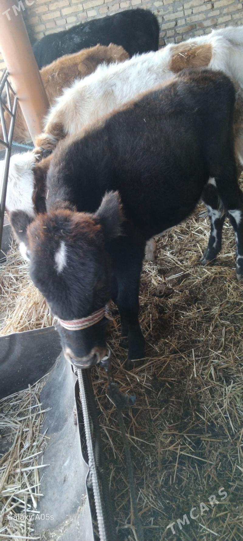 malllar - Туркменабат - img 7