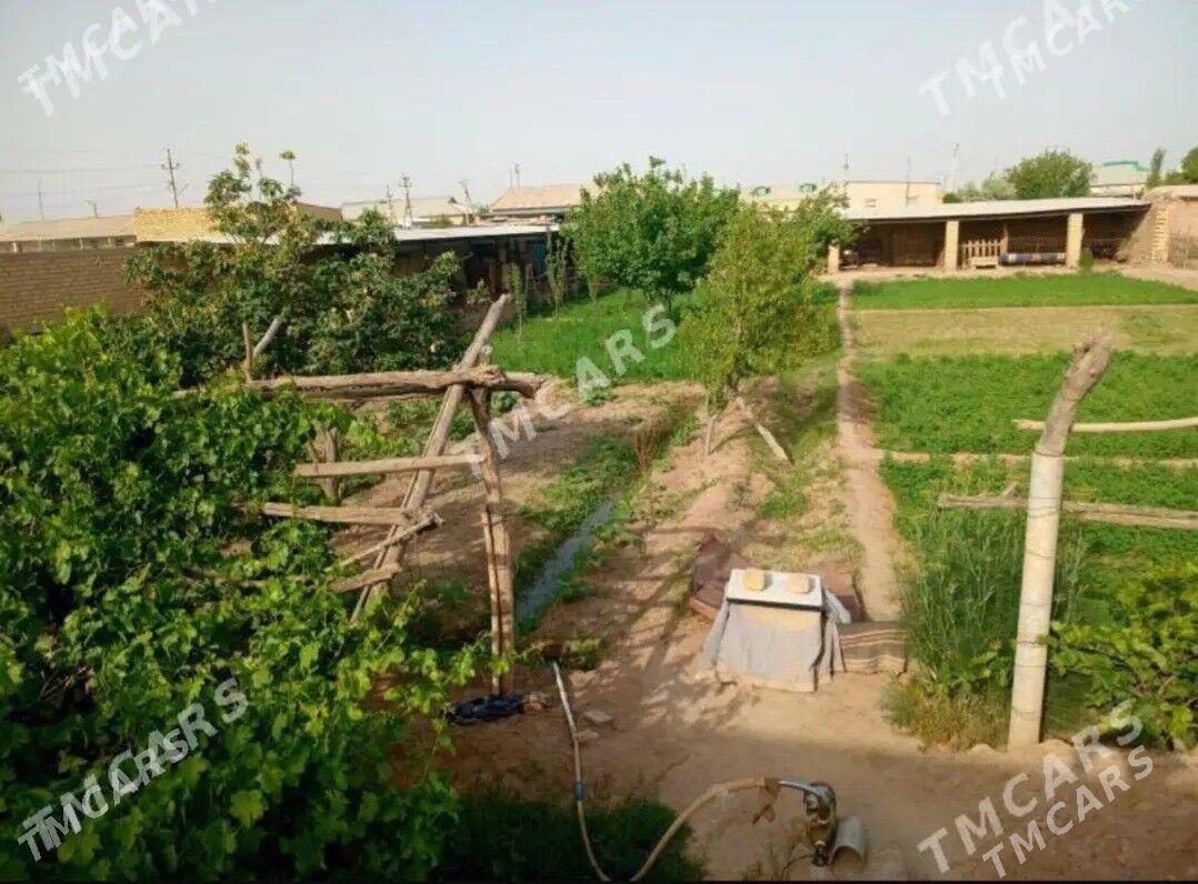 Satlyk jay - Hojambaz - img 5