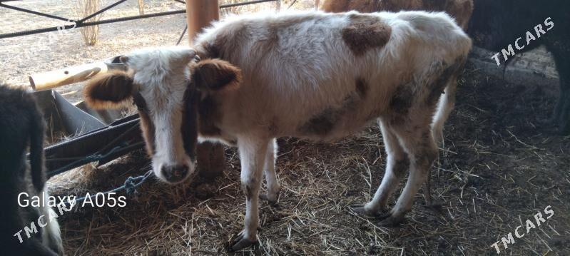 malllar - Туркменабат - img 5