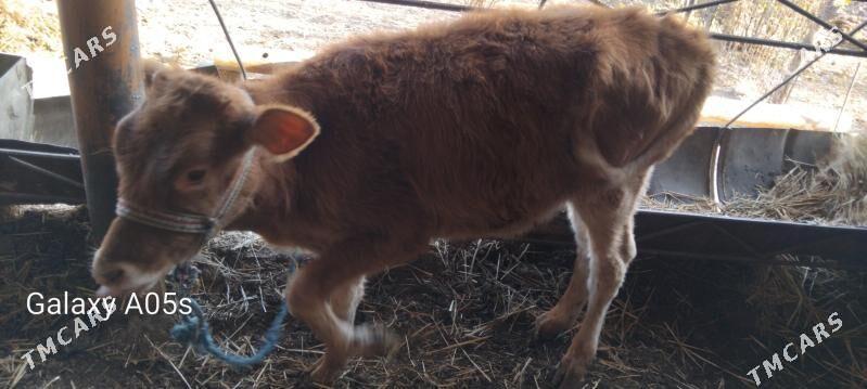 malllar - Туркменабат - img 4