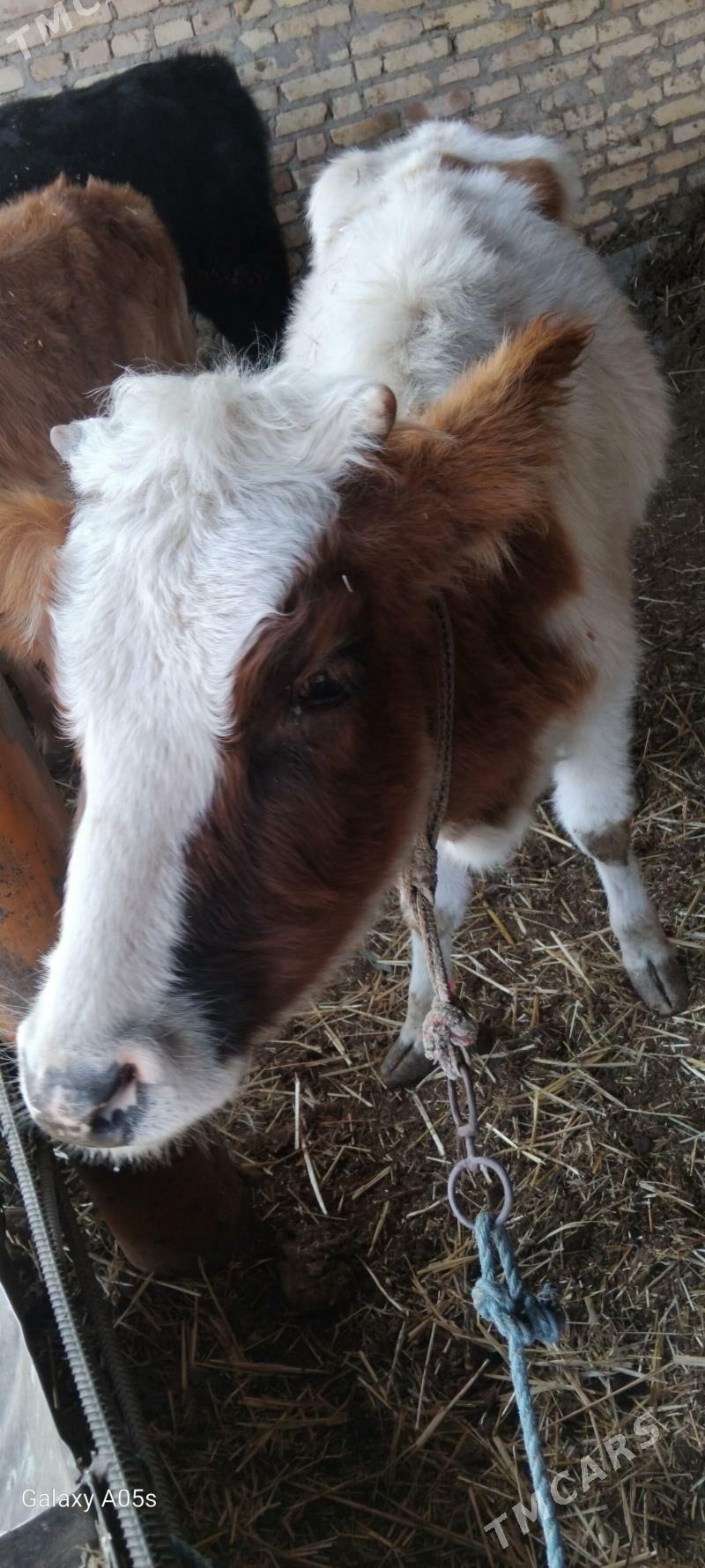 malllar - Туркменабат - img 6