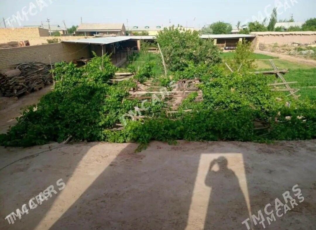 Satlyk jay - Hojambaz - img 7