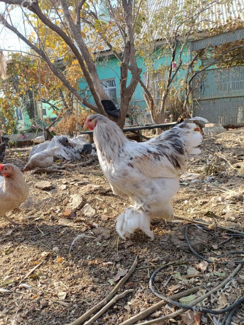 brama - Änew - img 2