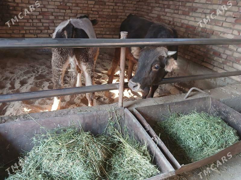 ökuz - Гёкдепе - img 2