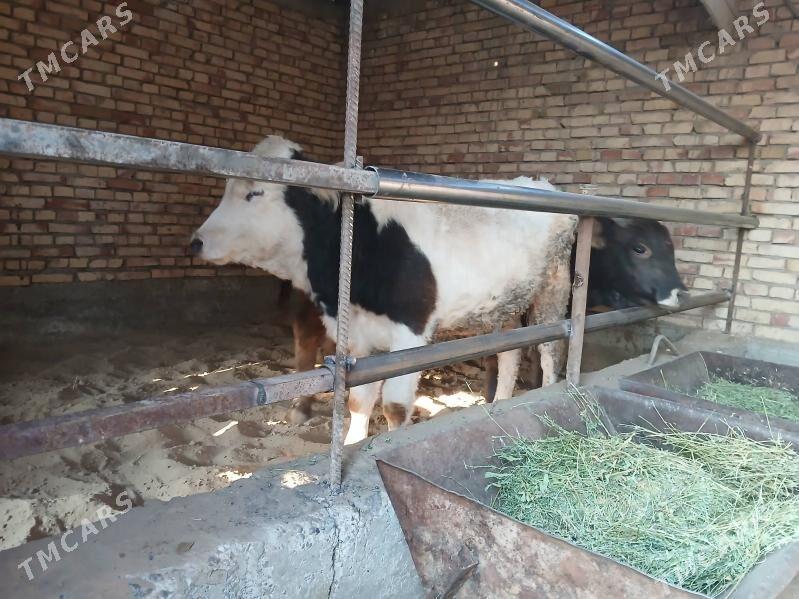 ökuz - Гёкдепе - img 1