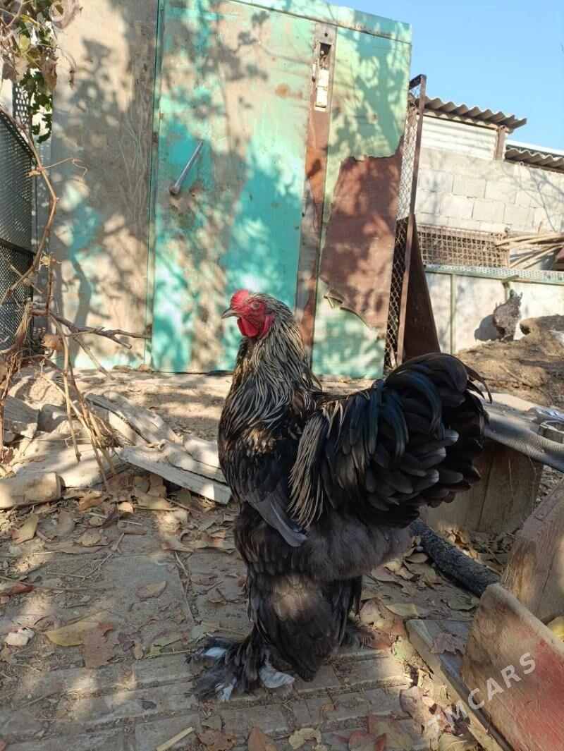 brama - Änew - img 4