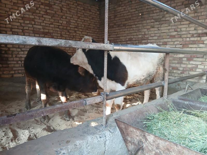 ökuz - Гёкдепе - img 4