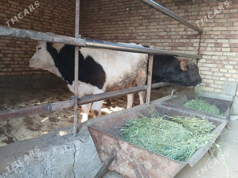 ökuz - Гёкдепе - img 3