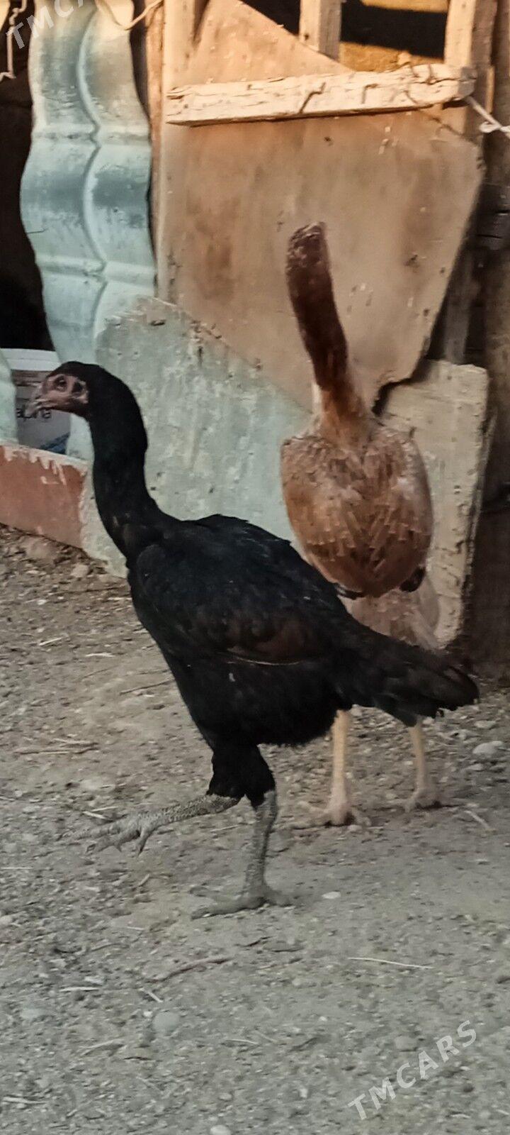 Arassa öZbek mäki - Балканабат - img 2