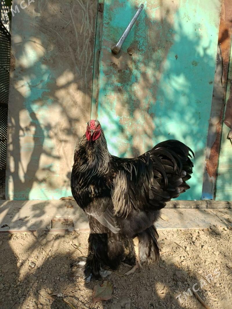 brama - Änew - img 5