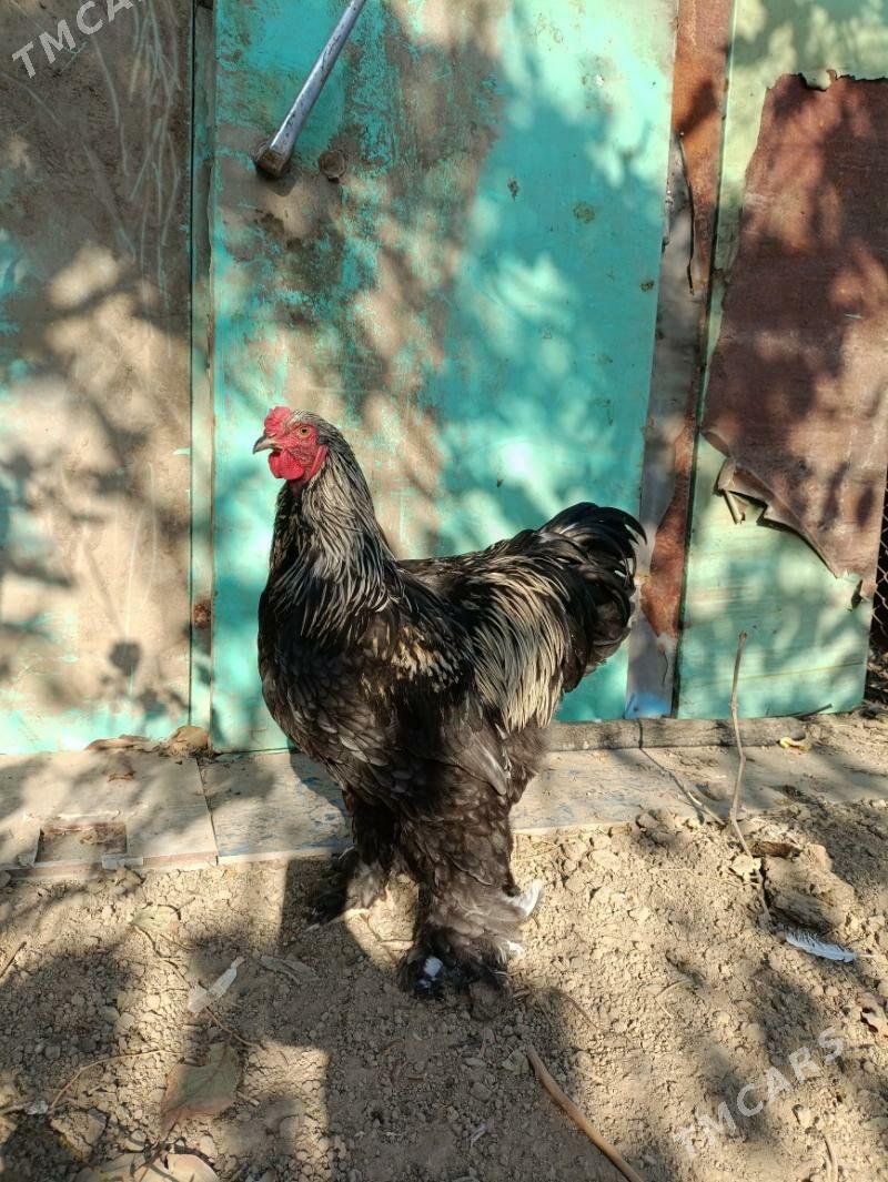 brama - Änew - img 3