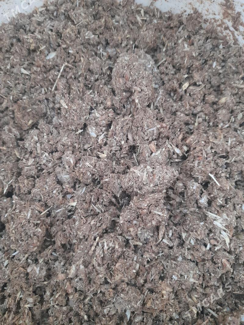 uwelen im - Bagyr - img 2