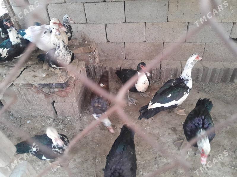 indautga - Гёкдепе - img 4