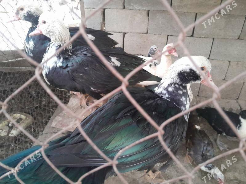 indautga - Гёкдепе - img 2