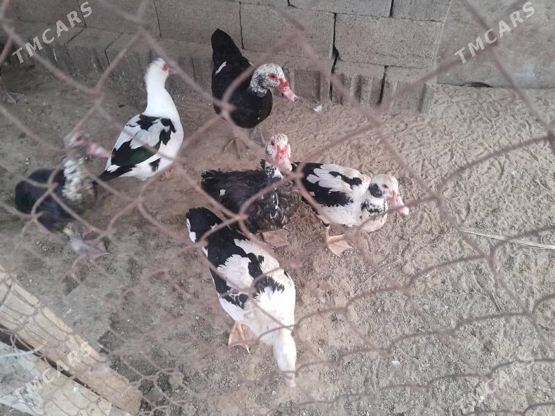 indautga - Гёкдепе - img 3