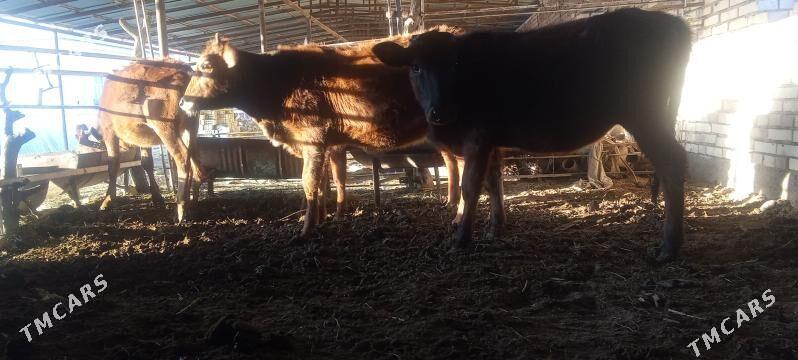 göleler - Мары - img 3