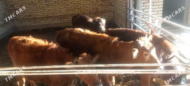 göleler - Мары - img 4