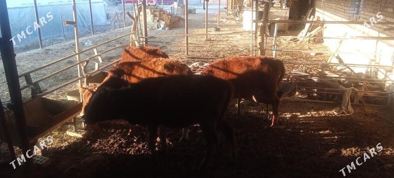 göleler - Мары - img 2