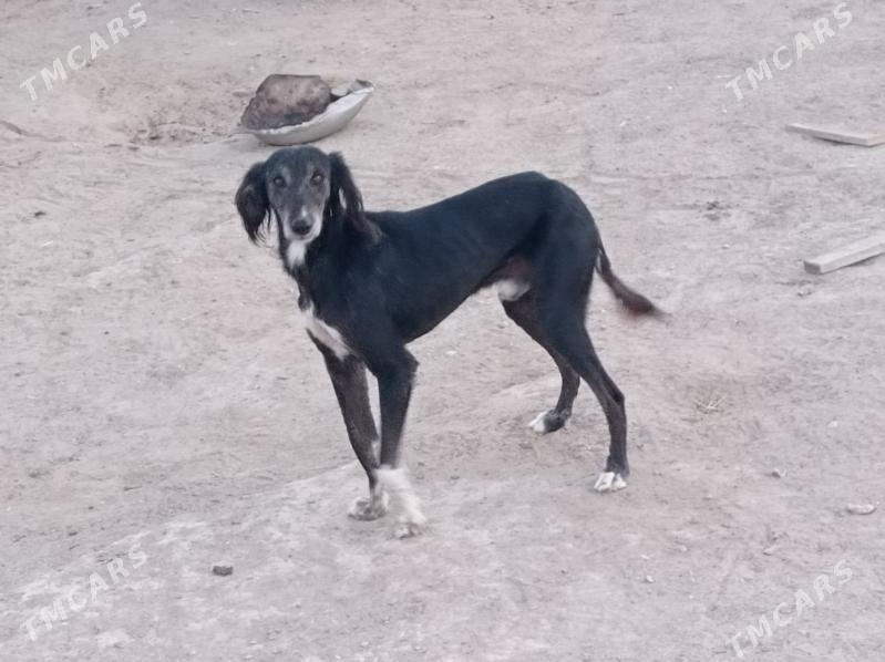 Tazy - Берекет - img 4