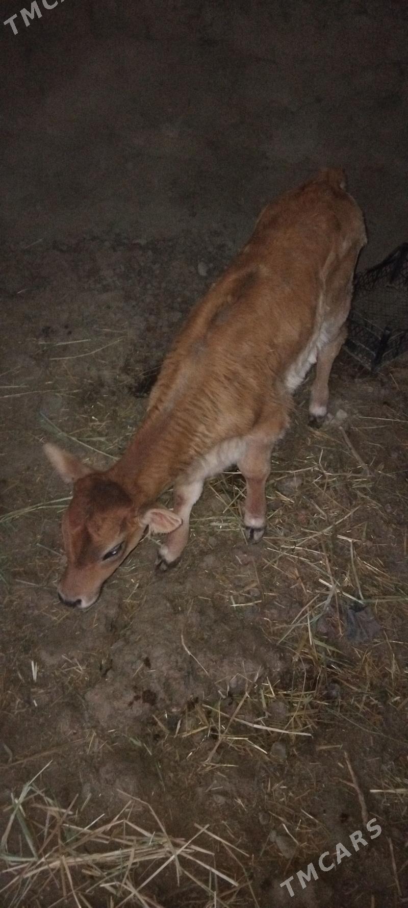 sygyr - Bäherden - img 3