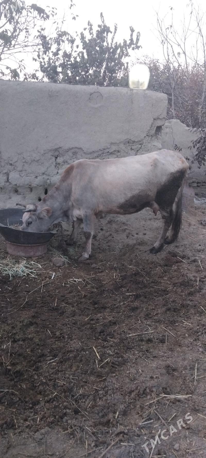 sygyr - Bäherden - img 2