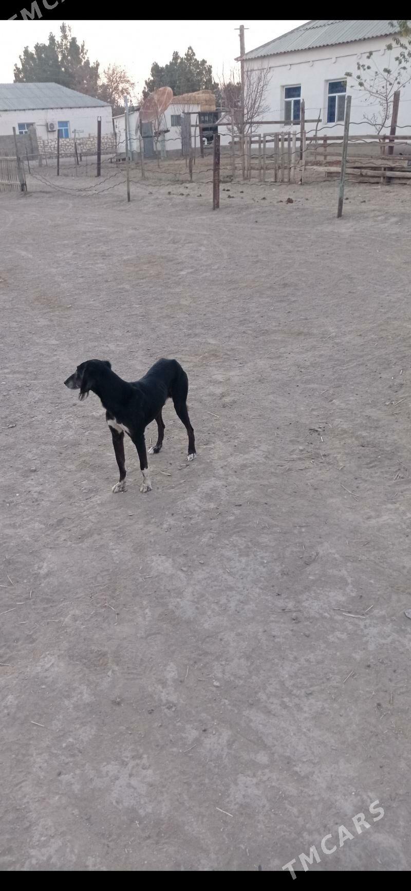 Tazy - Берекет - img 2