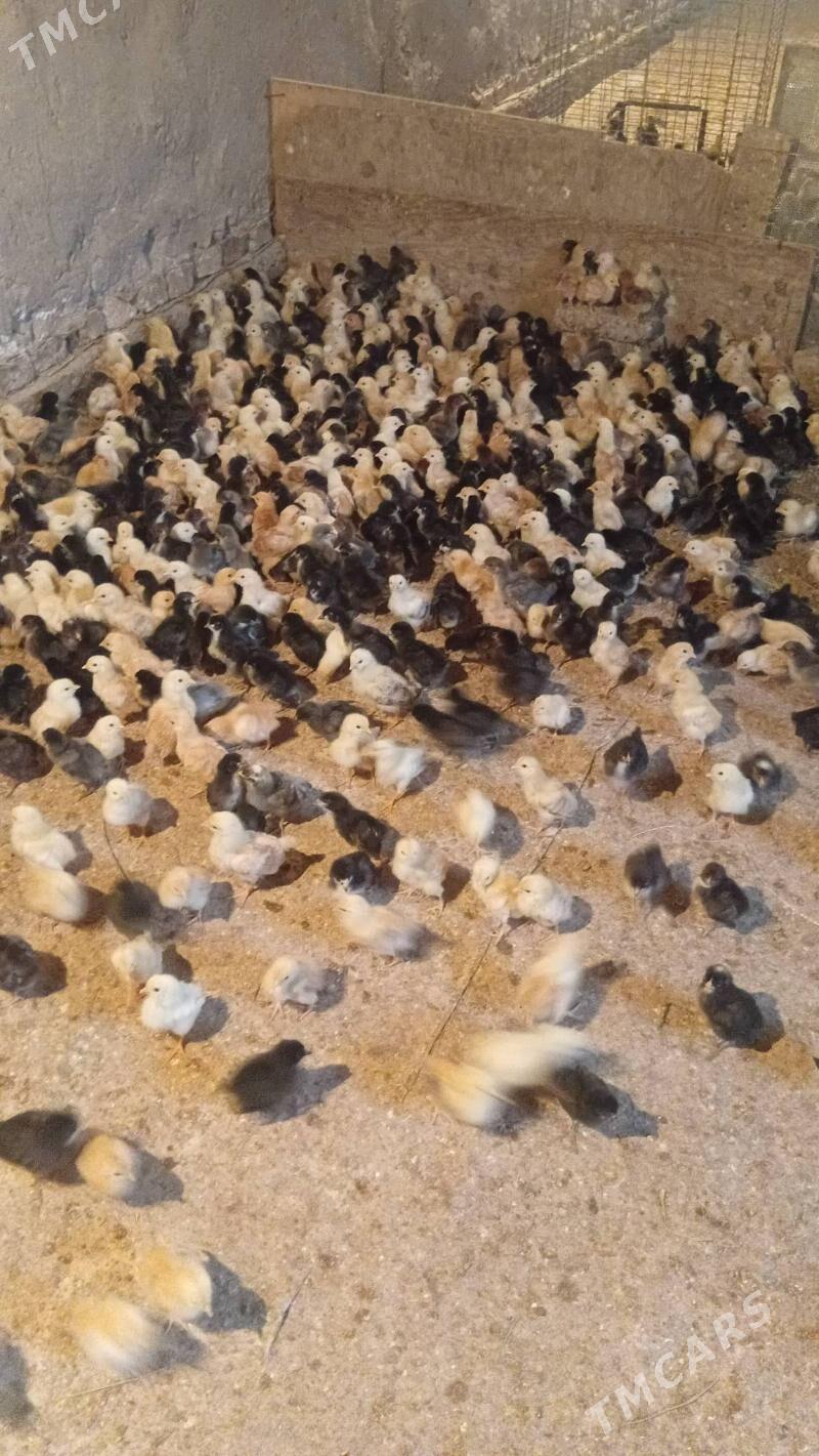 juyje жуже - Шабатский этрап - img 1